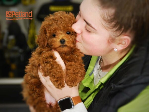 Poodle DOG Female Red 15994 Petland Iowa City, Iowa