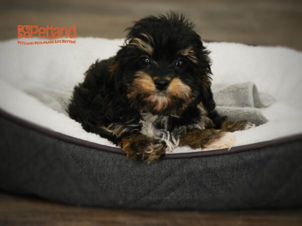 Cavalier King Charles Spaniel/Poodle-DOG-Male-Black & Rust-16006-Petland Iowa City, Iowa