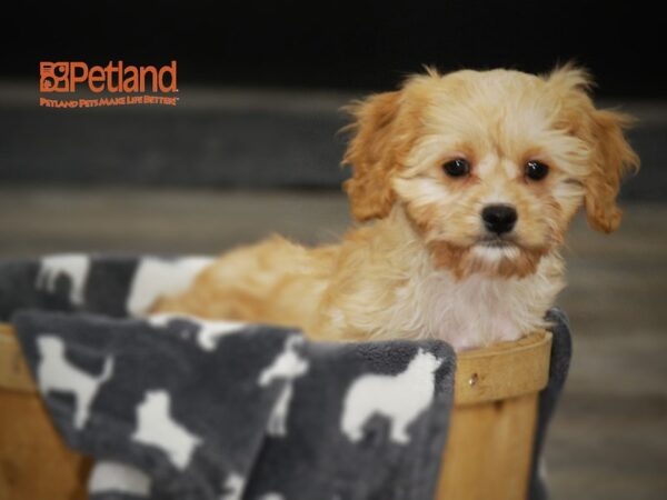 Cavalier King Charles Spaniel/Bichon Frise DOG Female Apricot 16005 Petland Iowa City, Iowa