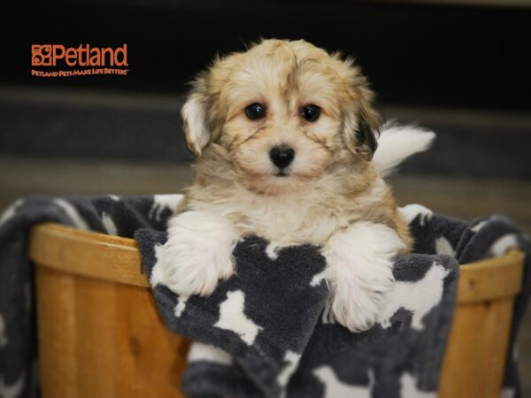 Bichon Frise/Pomeranian-DOG-Male-Sable-16008-Petland Iowa City, Iowa