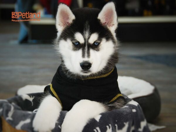 Siberian Husky DOG Female Black / White 15998 Petland Iowa City, Iowa