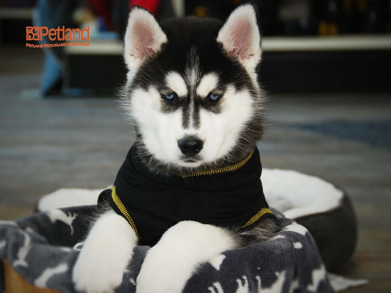 Siberian Husky Dog Female Black / White 15998