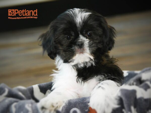 Shih Tzu DOG Male Black & White 15957 Petland Iowa City, Iowa