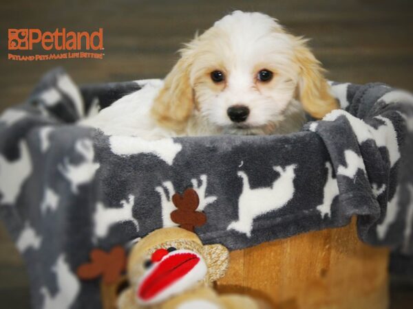 Cavalier King Charles Spaniel/Bichon Frise DOG Male Blehneim 16004 Petland Iowa City, Iowa