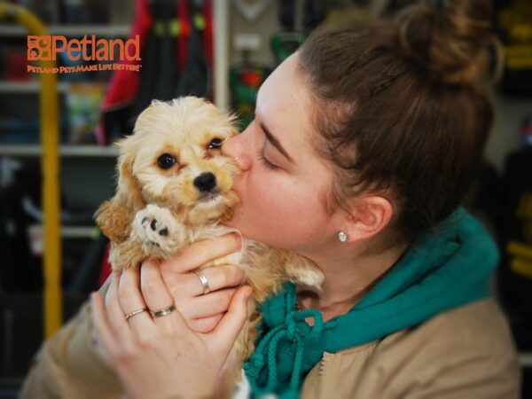 Cavalier King Charles Spaniel/Poodle DOG Female Apricot 16007 Petland Iowa City, Iowa