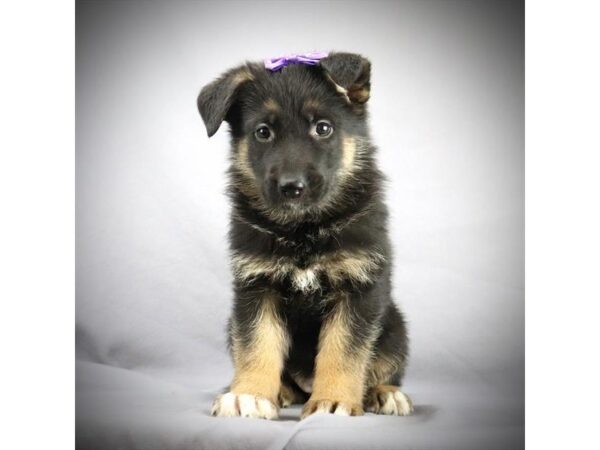 German Shepherd DOG Female Black / Tan 16024 Petland Iowa City, Iowa