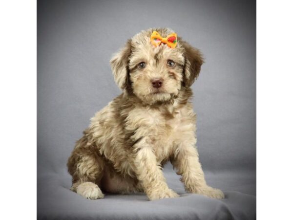 Mini Labradoodle DOG Female Chocolate Merle 16026 Petland Iowa City, Iowa