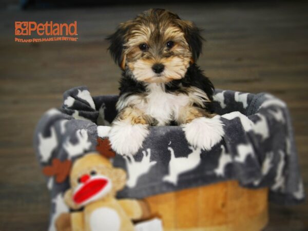 Morkie DOG Female tri 16009 Petland Iowa City, Iowa