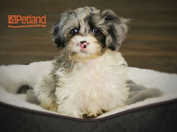 Cavalier King Charles Spaniel/Toy Poodle DOG Female Blue Merle / White 16023 Petland Iowa City, Iowa