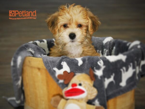 Yorkie/Bichon DOG Male Black / Tan 16018 Petland Iowa City, Iowa