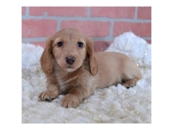 Dachshund DOG Female Light Brown 16030 Petland Iowa City, Iowa