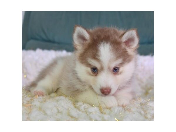 Pomsky DOG Female Chocolate 16043 Petland Iowa City, Iowa