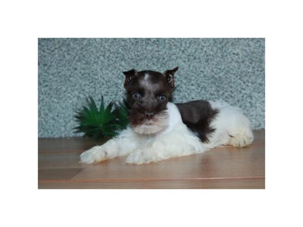 Miniature Schnauzer DOG Male Chocolate / White 16034 Petland Iowa City, Iowa