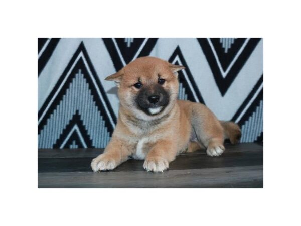 Shiba Inu DOG Male Red 16037 Petland Iowa City, Iowa