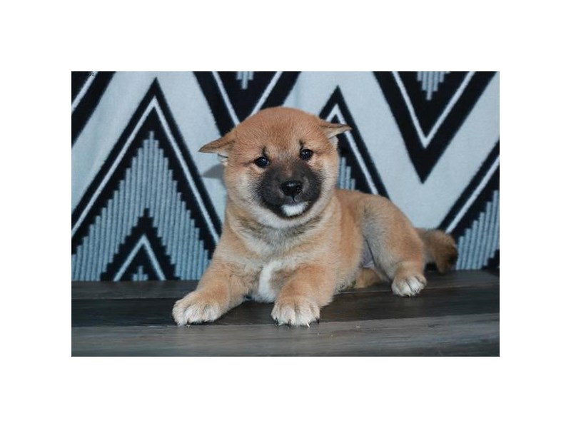 Shiba Inu Dog Male Red 16037