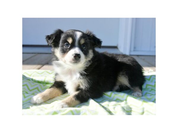 Toy Australian Shepherd DOG Female Black 16038 Petland Iowa City, Iowa