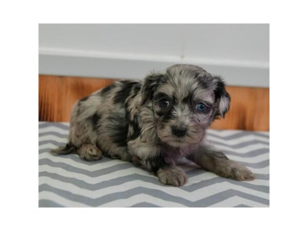 Havanese/Poodle DOG Female Blue Merle 16042 Petland Iowa City, Iowa