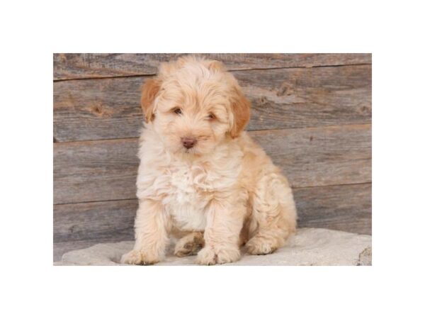 Aussiedoodle Mini DOG Male Tan 16039 Petland Iowa City, Iowa