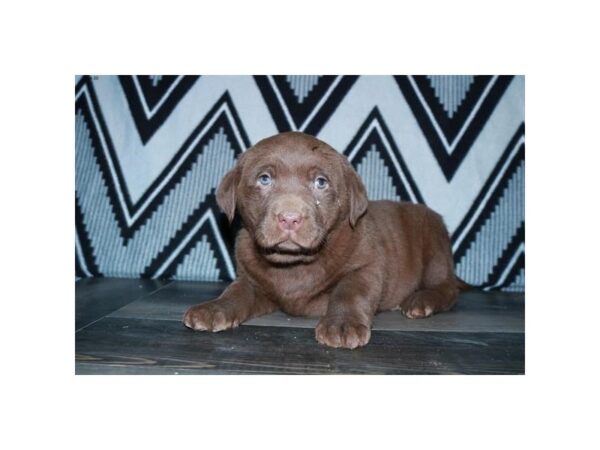 Labrador Retriever DOG Female Chocolate 16033 Petland Iowa City, Iowa