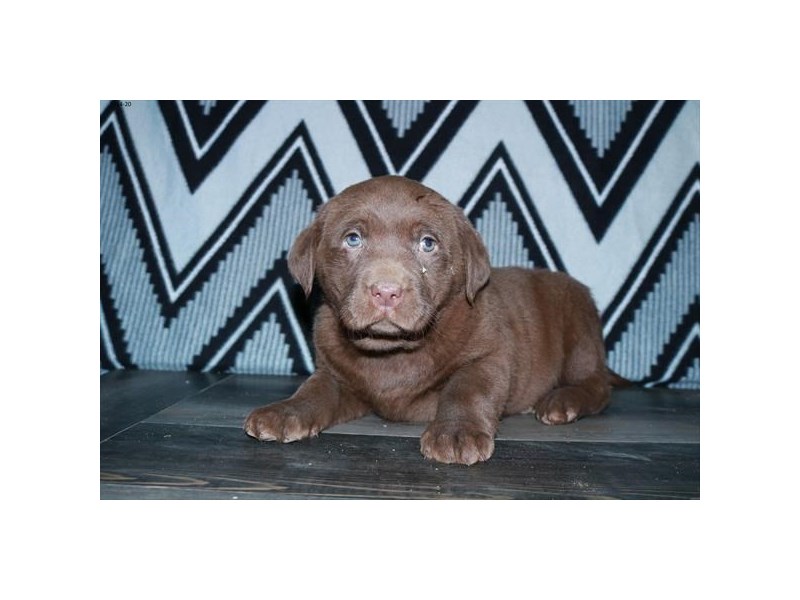 Labrador Retriever Dog Female Chocolate 16033