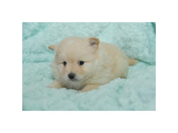 Pomeranian DOG Female Cream 16035 Petland Iowa City, Iowa