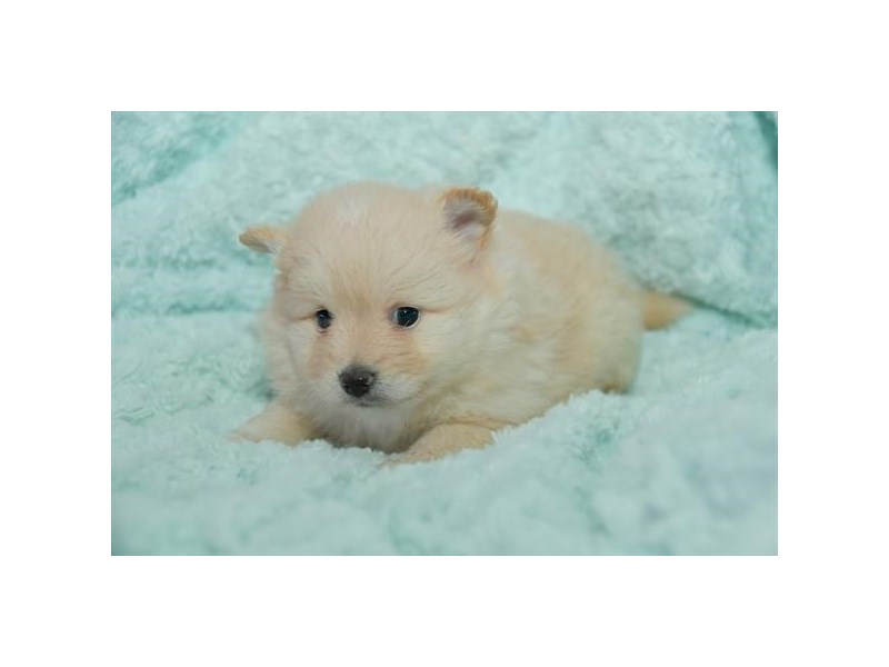 Pomeranian Dog Female Cream 16035