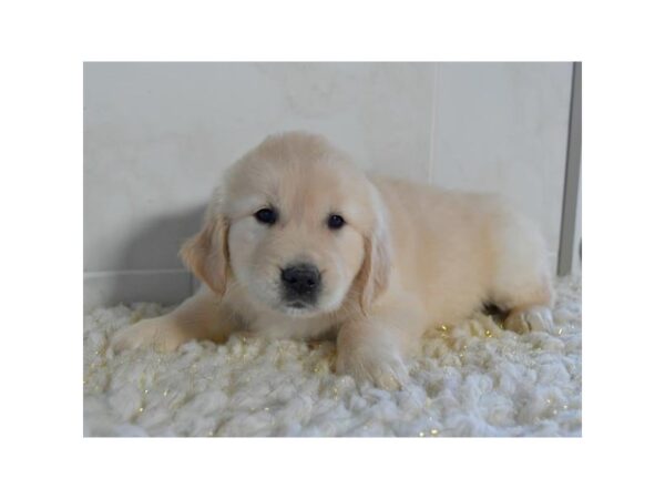 Golden Retriever DOG Female Light Golden 16031 Petland Iowa City, Iowa