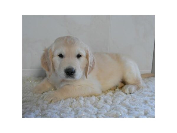 Golden Retriever DOG Male Light Golden 16032 Petland Iowa City, Iowa