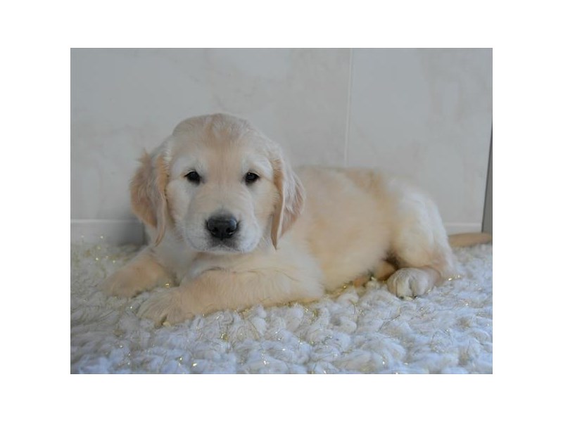 Golden Retriever Dog Male Light Golden 16032