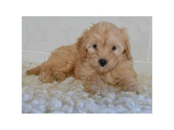 Goldendoodle Mini 2nd Gen DOG Female Apricot 16040 Petland Iowa City, Iowa