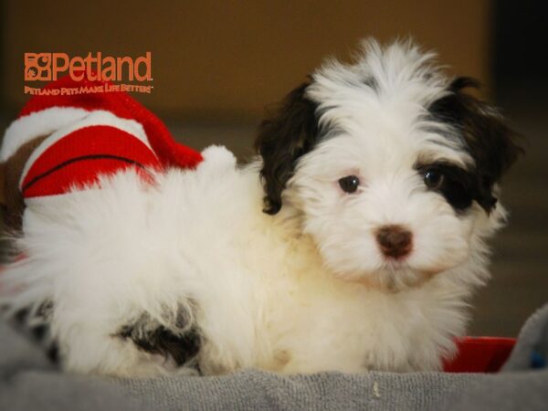 Havanese DOG Male 16046 Petland Iowa City, Iowa