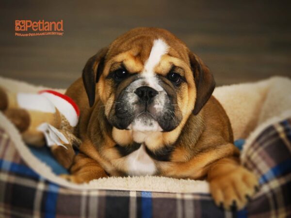 Bulldog-DOG-Female-Fawn-16029-Petland Iowa City, Iowa