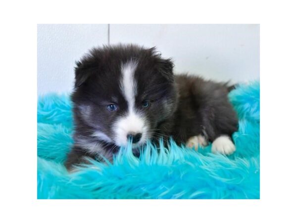 American Eskimo Dog/Siberian Husky-DOG-Male-Black / White-16056-Petland Iowa City, Iowa