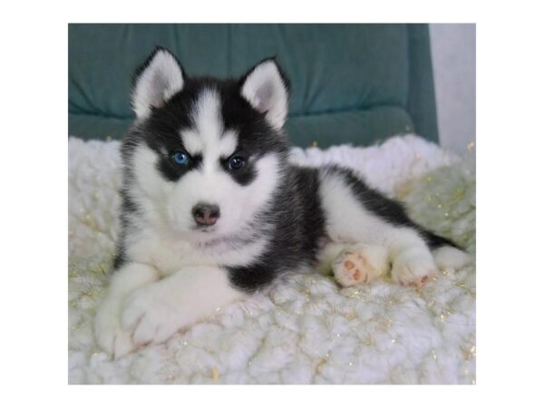 Pomsky 2nd Gen DOG Male Black / White 16055 Petland Iowa City, Iowa