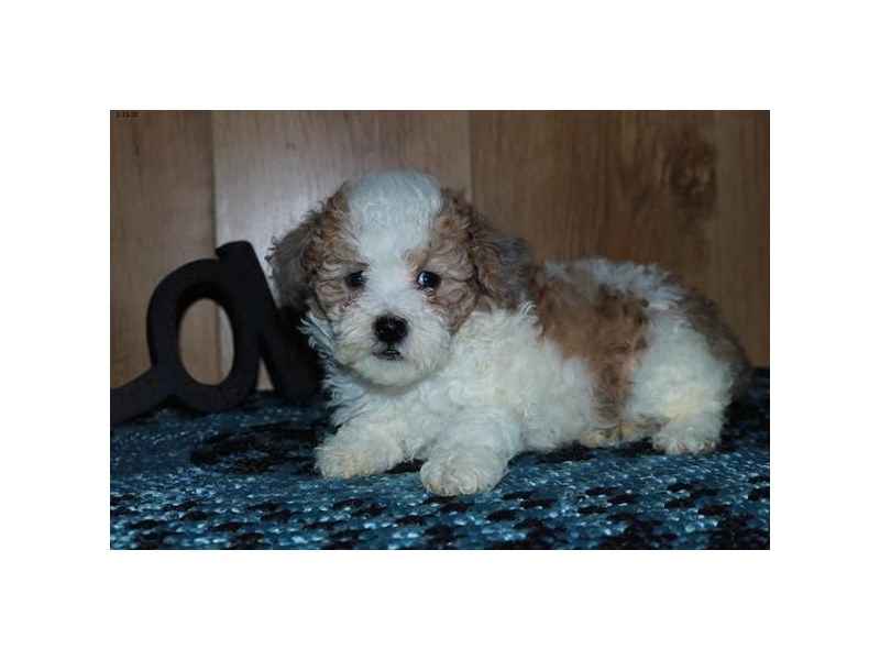 Poodle Dog Female Red Sable 16053