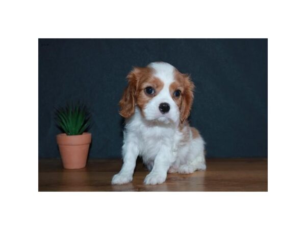 Cavalier King Charles Spaniel DOG Female Blenheim / White 16052 Petland Iowa City, Iowa