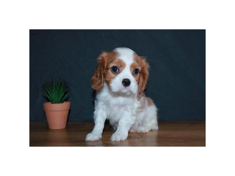 Cavalier King Charles Spaniel Dog Female Blenheim / White 16052
