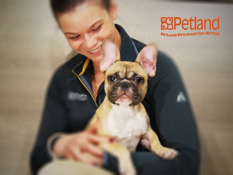 French Bulldog Dog Female Fawn 15839