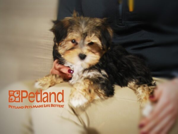 Morkie DOG Female tri 16010 Petland Iowa City, Iowa