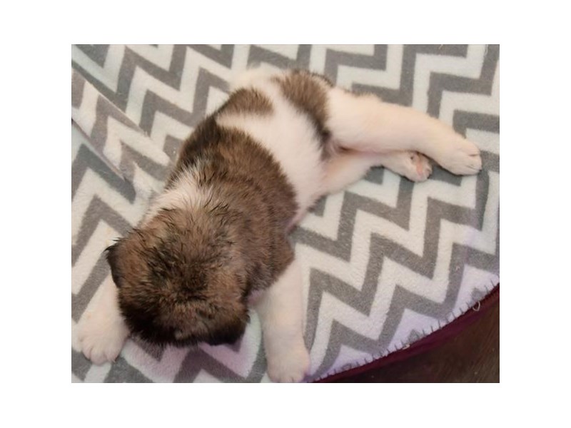 Akita Dog Female Black / White 16051