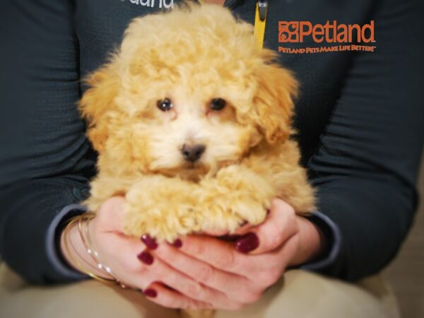 Poodle/Bichon DOG Female Apricot 16019 Petland Iowa City, Iowa