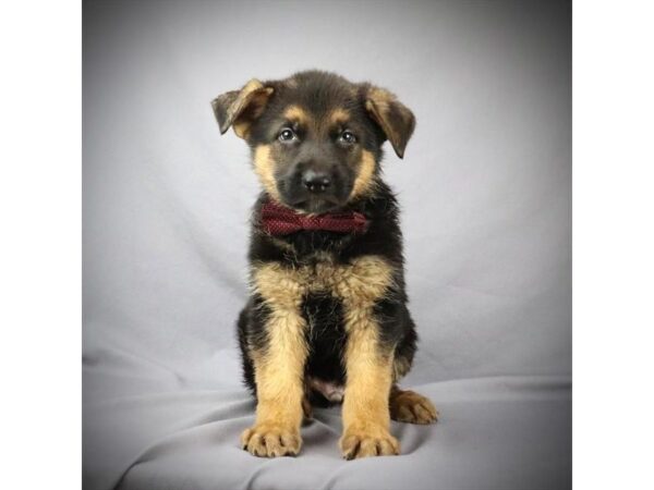 German Shepherd DOG Male Black / Tan 16064 Petland Iowa City, Iowa