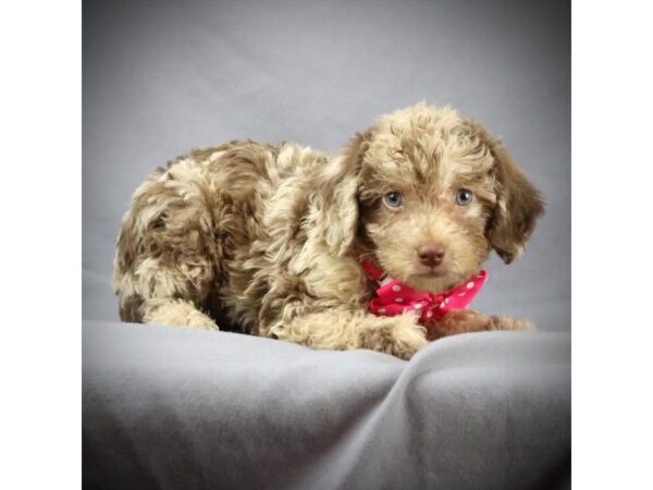 Mini Labradoodle DOG Male Chocolate Merle 16065 Petland Iowa City, Iowa