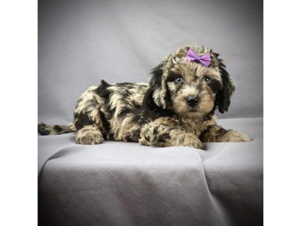 Mini Labradoodle DOG Female Blue Merle 16066 Petland Iowa City, Iowa