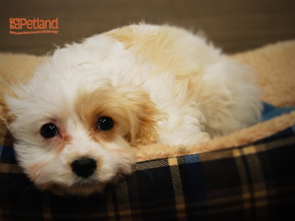 Cavalier King Charles Spaniel/Poodle DOG Female Blehneim 16058 Petland Iowa City, Iowa