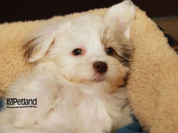 Havanese DOG Female Grey/white 16045 Petland Iowa City, Iowa