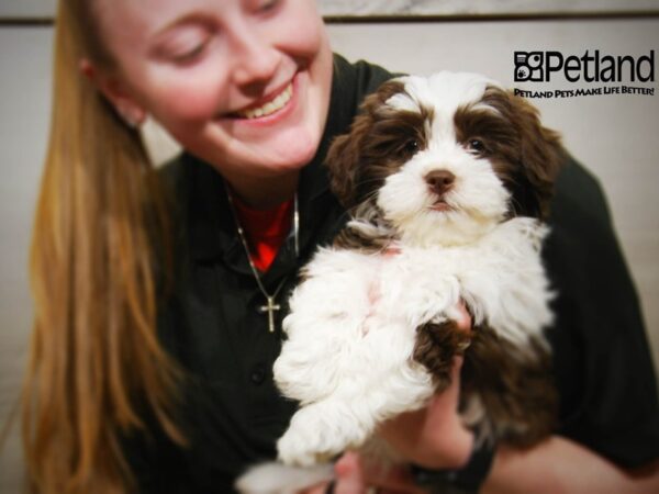 Cavapoo DOG Male Chocolate/White 16048 Petland Iowa City, Iowa