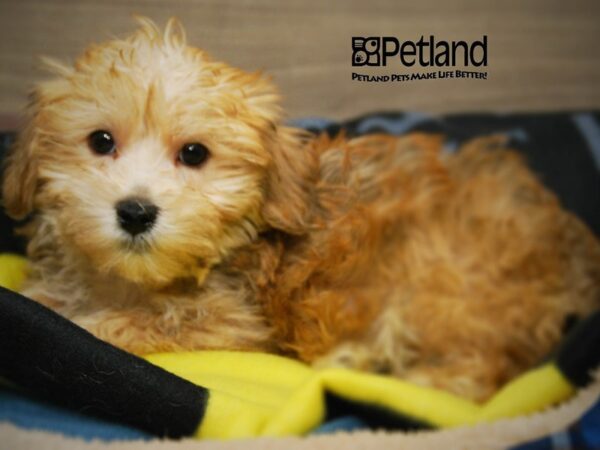 Yoshon DOG Male Rust 16050 Petland Iowa City, Iowa