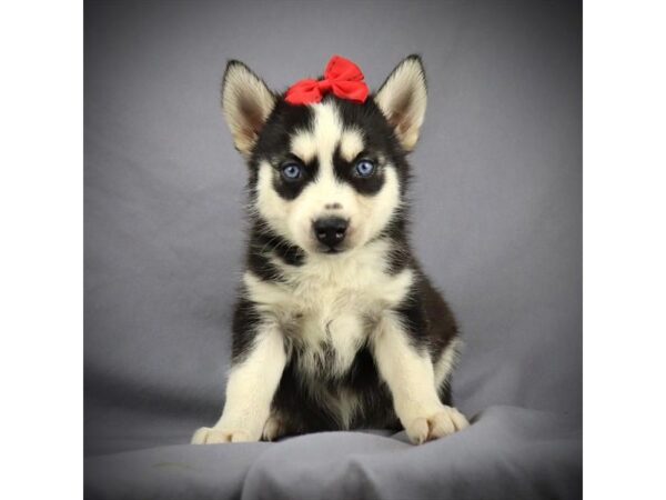 Siberian Husky DOG Female Black and Tan 16071 Petland Iowa City, Iowa