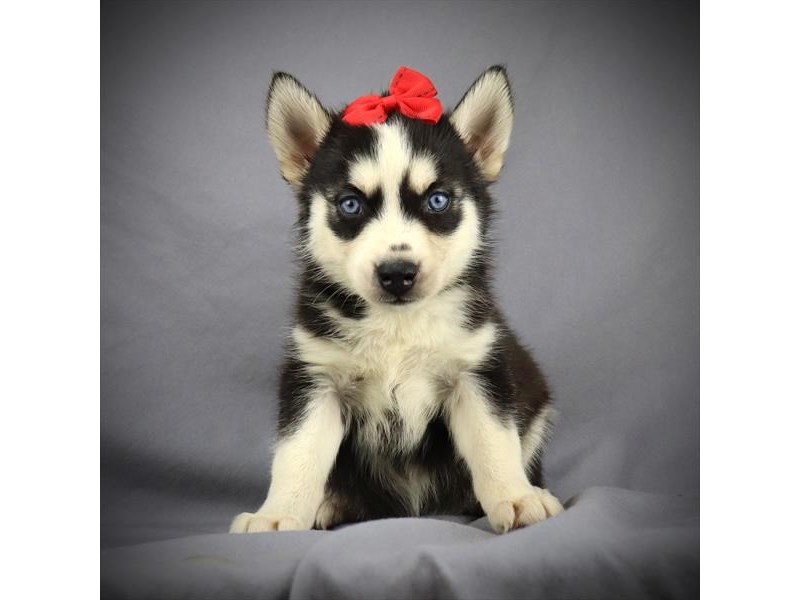 Siberian Husky Dog Female Black and Tan 16071